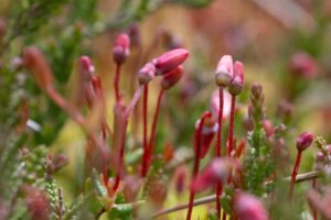 Moosbeere - Vaccinium oxycoccos