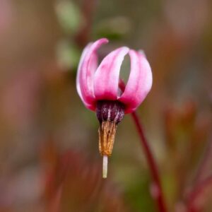 Moosbeere - Vaccinium oxycoccos