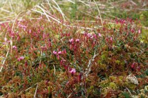 Moosbeere - Vaccinium oxycoccos