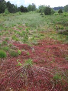 Moosbeere - Vaccinium oxycoccos