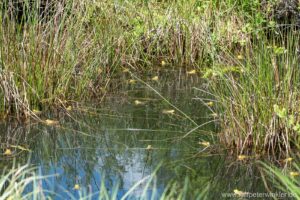 Kleiner Wasserfrosch - Pelophylax lessonae