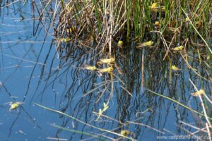 Kleiner Wasserfrosch - Pelophylax lessonae