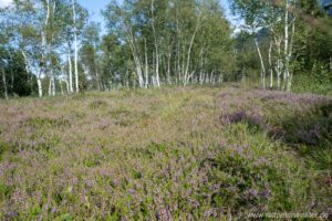 Besenheide, Heidekraut, Calluna vulgaris