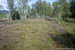 Besenheide, Heidekraut, Calluna vulgaris