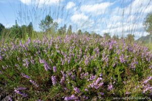 Besenheide, Heidekraut, Calluna vulgaris