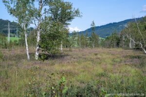 Besenheide, Heidekraut, Calluna vulgaris