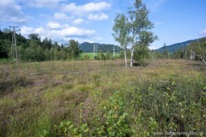 Besenheide, Heidekraut, Calluna vulgaris