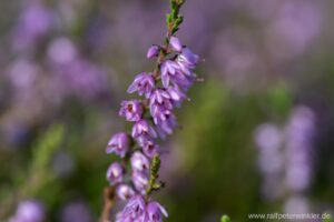 Besenheide, Heidekraut, Calluna vulgaris