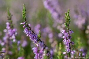 Portrait: Besenheide, Heidekraut, Calluna vulgaris