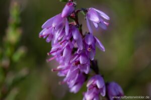 Besenheide, Heidekraut, Calluna vulgaris