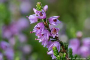 Besenheide, Heidekraut, Calluna vulgaris