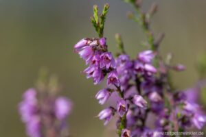 Besenheide, Heidekraut, Calluna vulgaris