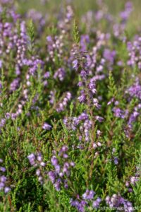 Besenheide, Heidekraut, Calluna vulgaris