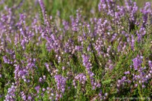 Besenheide, Heidekraut, Calluna vulgaris