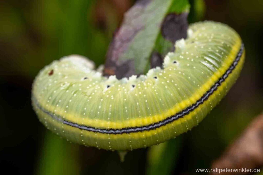 Große Birkenblattwespe (Cimbex femoratus), Raupe