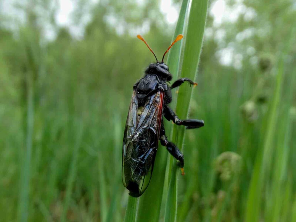 Große Birkenblattwespe (Cimbex femoratus)